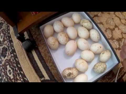 Какой купить инкубатор?//Инкубаторы Золушка и ИМЭ 25-220