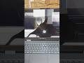 3000 Dell Precision Left In The Trash Is My New 4K Editing Laptop Tech Technology Shorts Pc