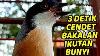 Download lagu CENDET STRESS MALAS MACET PUN AKAN NYAUT APALAGI MASTERAN CENDET PASTI BAKAL NARUNG DIJAMIN 99% mp3