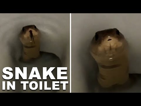 Snake Surprise | King Cobra Pokes Out From Toilet