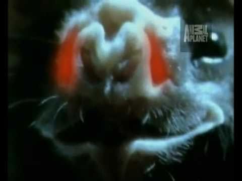 Skrillex & Bare Noize - Evil As Satan vs. Scatta (Audiophiles Mix) [Bats]