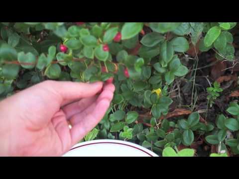 CHILEAN GUAVA CLAFOUTIS - The Cool Kitchen