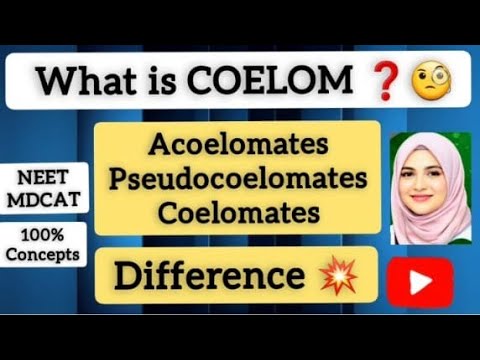Coelom -Types Acoelomates | Pseudocoelomates | Coelomates | Difference  Body cavity MDCAT NEET