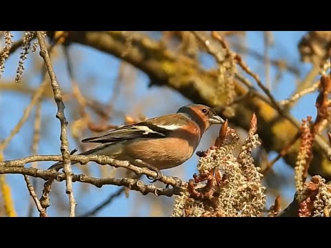 Ptice Hrvatske - Zeba, mužjak (Fringilla coelebs) (Birds of Croatia - Chaffinch, male) (2/8)