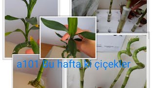 A 101 e bu hafta gelen çiçekler. şans bambu'su na, Nasıl bakılır. şans