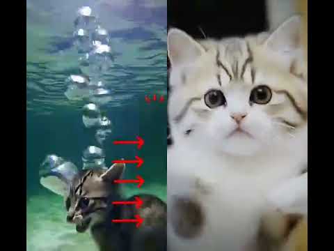 #animalintelligence #cat #cake #o #cute #aiandcats #happybirthday #aicats #funny #kitten #o