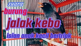 Download lagu suara burung jalak kebo bertriak kaya anak kecil mp3
