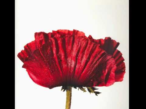 Aurelia Schrenker - Unappreciated Beauty