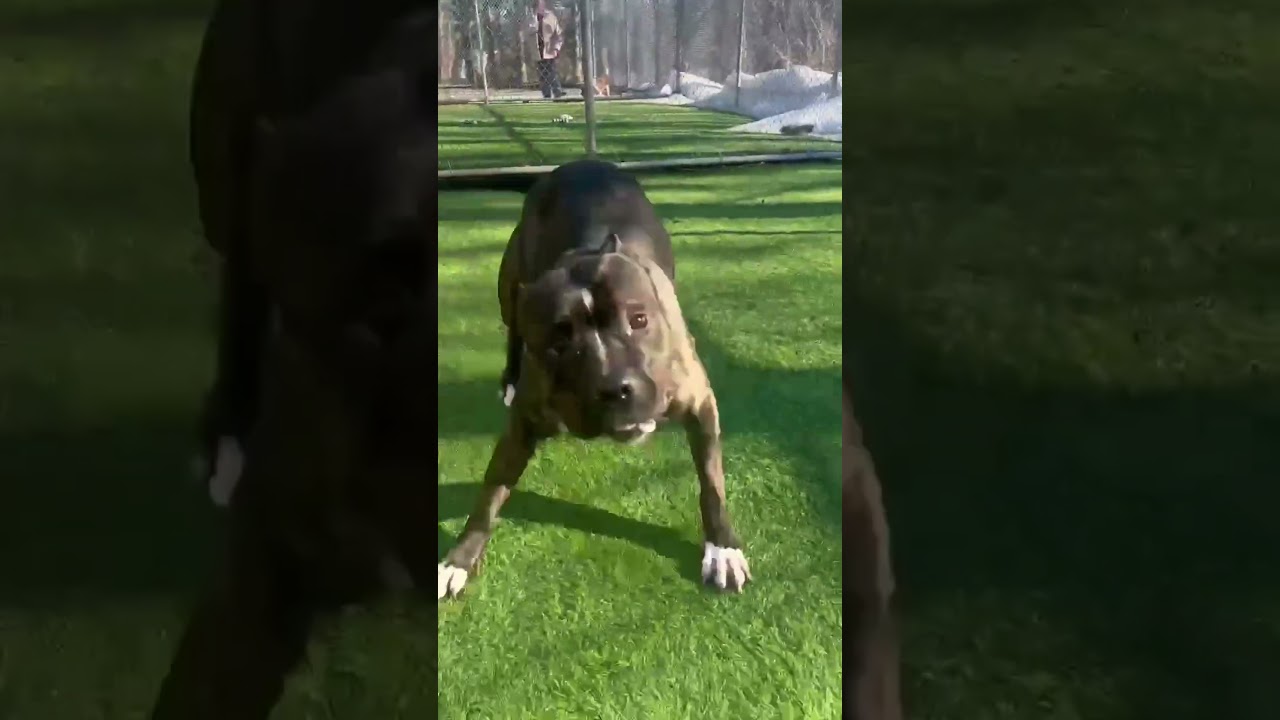 Enlarge Magnolia, a ADOPTABLE Mixed Breed in Lewiston, ME video 4/6