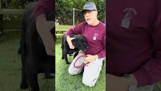 Video preview image #1 Labrador Retriever-Unknown Mix Puppy For Sale in Pasadena, CA, USA