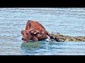 Buffalo Sacrifices Leg To Escape Monster Crocodile