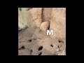 ABC Nature Walk M Is For Meerkat