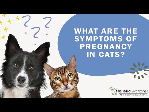 FAQ: What are the symptoms of pregnancy in cats?
