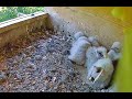 2023 07 03 Volltreffer Direkt Auf Die Camera सीधी चोट