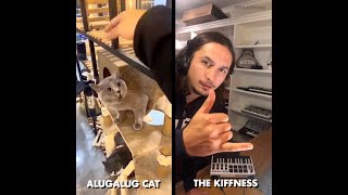 Alugalug Cat X The Kiffness (Soulful Singing Cat Live Looping Remix)