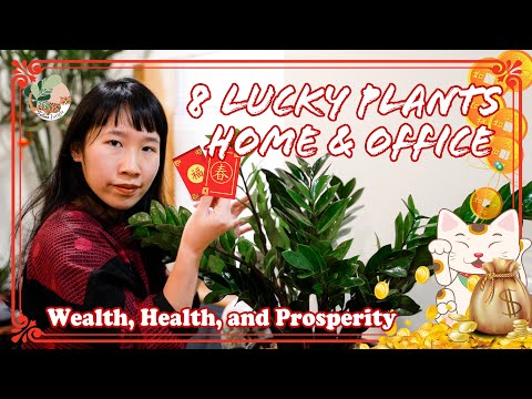 , title : '8 Lucky Plants for Home & Workplace 2022 (Feng Shui : Health, Wealth & Prosperity)'