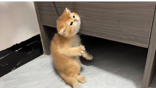 The kitten was so naughty that it was almost strangled to death by the rope😂.Cute animal video