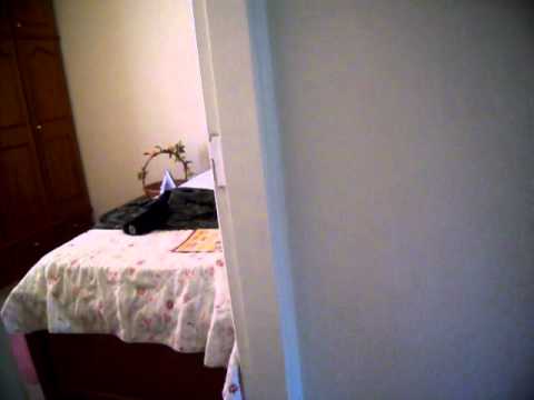 caturrita cocota cantando atirei o pau no gato