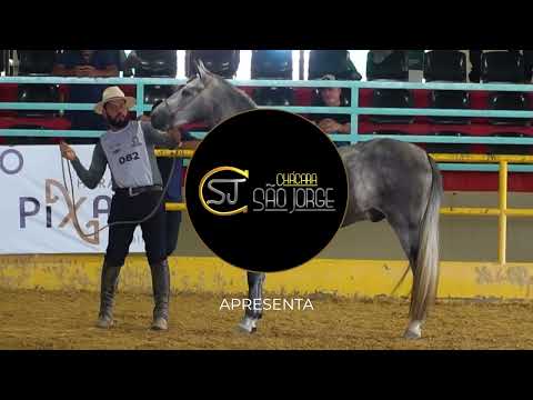 Dominante Havana P. Feliz, 1° Prêmio de Categoria CBM 2022