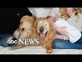 Puppy And 11 Year Old Blind Dog Are The Best Of Friends