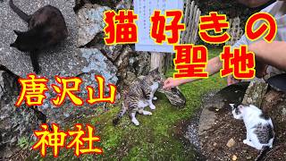 野良猫CEO 神社で猫社員をスカウト！？鳥の声と人懐っこい猫がお出迎えしてくれる神社