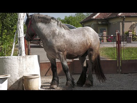 Armăsar pentru montă dl. Ziman Gheorghe de la Doba - Satu Mare 2021