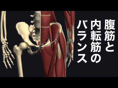 内転筋: エクササイズと解剖学