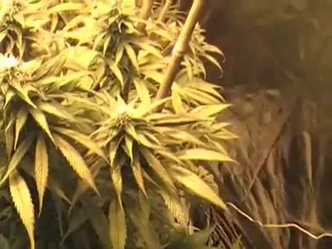 This is a video of legal medical cannabis