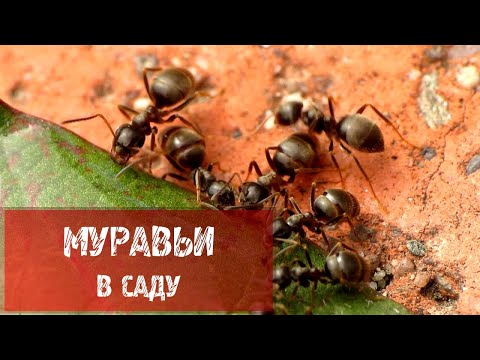 Миниатюра изображения товара Инсектицид Green Belt Муравьин от садовых муравьев (50г)