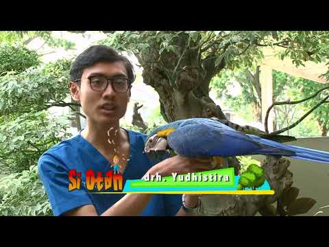 SI OTAN | AKU CANTIK, CERDAS DAN MENAWAN (23/07/18) 1-3