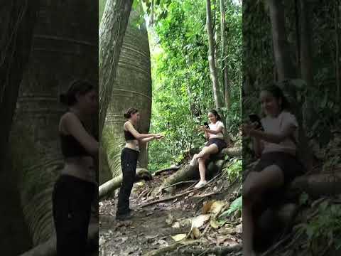 Tour guiado al bosque de los Gigantes,  San Francisco,  Acandí,  Chocó