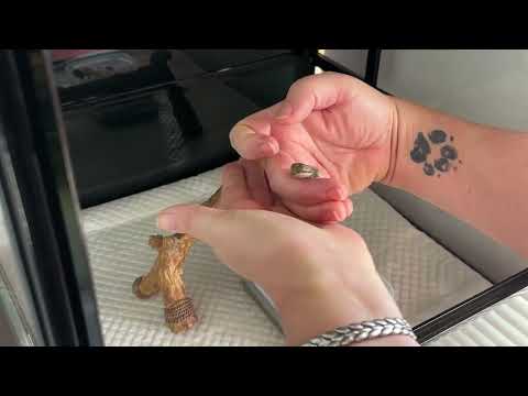 Dragon Video