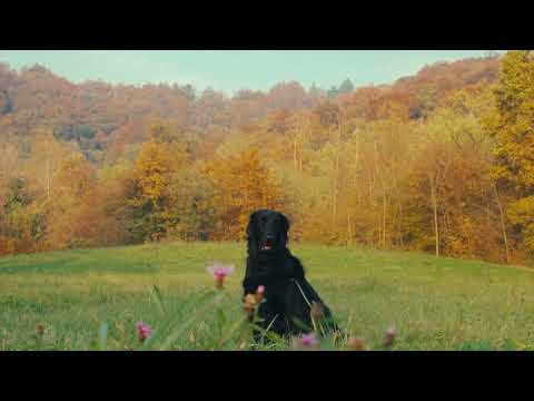 Fulminacci - Occhi grigi (con Giovanni Truppi) [visual]