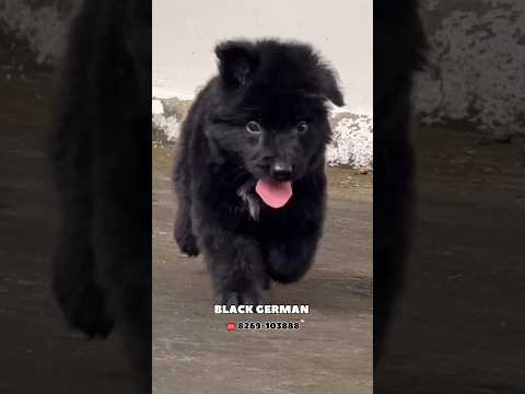 BLACK GERMAN SHEPHERD 🐕 IN BHOPAL #dog #puppy
