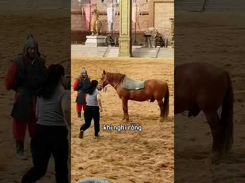 Họ nghĩ rằng mình có thể dễ dàng leo lên con ngựa 😂