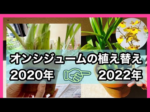 園芸 オンシジウム、誰もが手の届く範囲にあるコレクターの間で珍重される蘭
