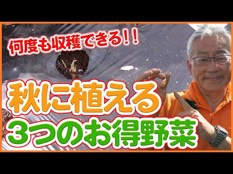 9月に何を植えるか 菜園 ニンニク ルッコラ マシェ クローブ