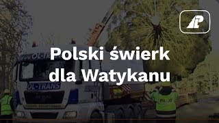 Polski świerk dla Watykanu