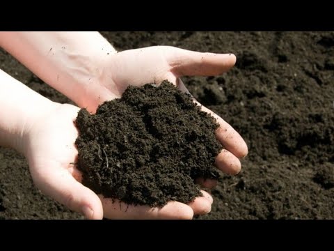 The easiest way to separate worm cocoons from bedding, increasing worm farm population!  Ikes Worms