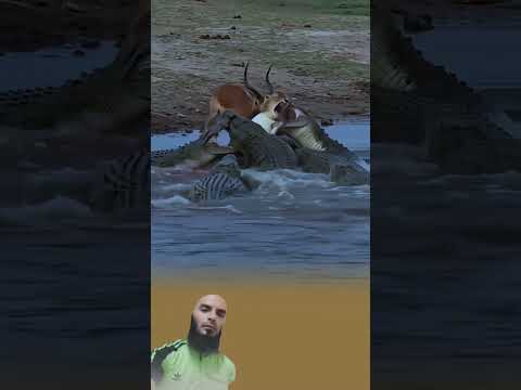 ​كم من مكروه كنت تخشاه كان هو الجدار الذي حماك من مكروهٍ أكبر سبحان من يُنجي بقدرته#ytshorts​#shorts