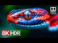 Spectacular Dolby Vision Colors In Stunning 8K HDR 60fps 8K Video Ultra HD