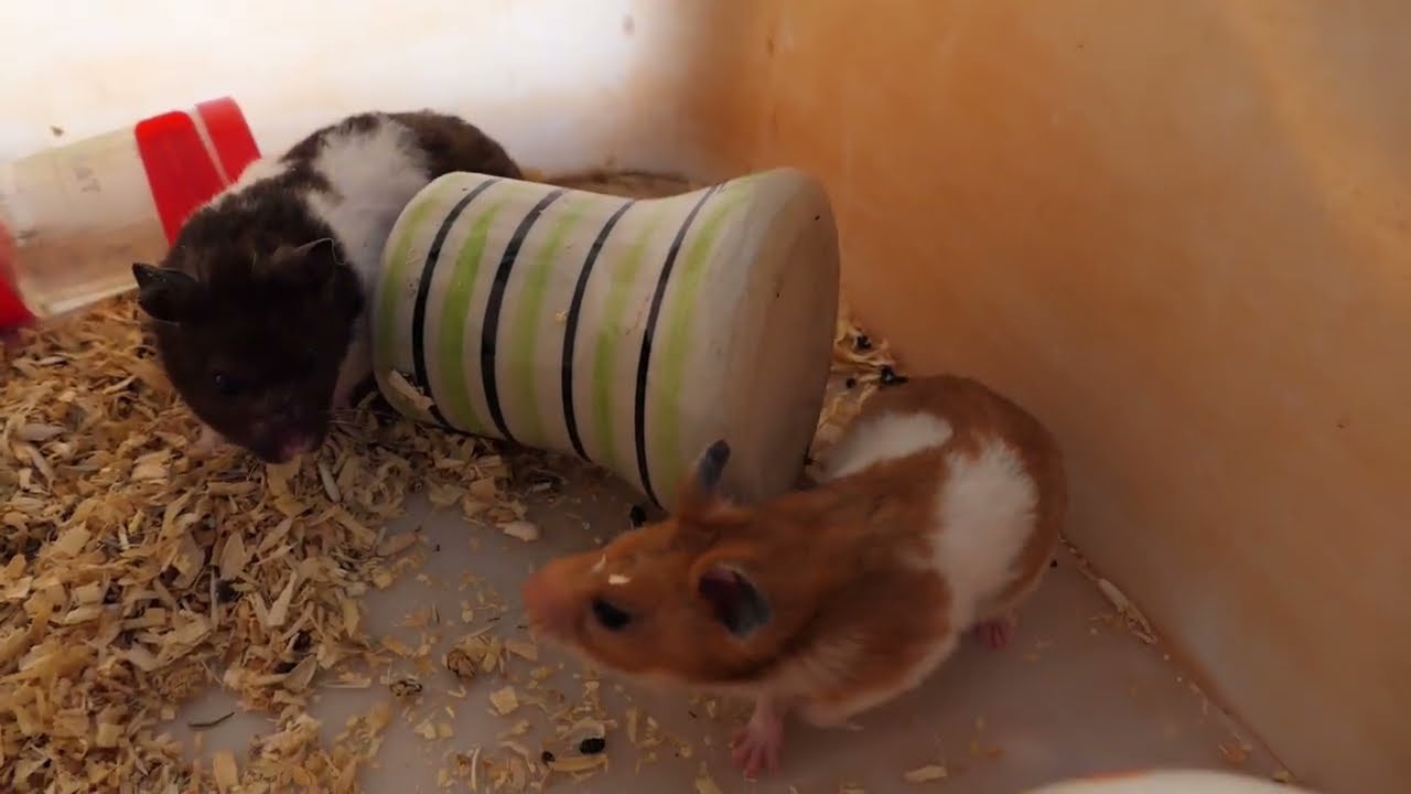 Hamsters Daily Life, Adorable Hamsters Just Waking Up
