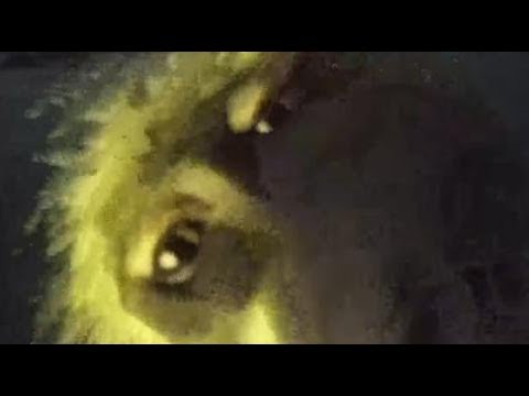 Djuma: Baboons going in to cam tree and other tree for the night - 18:21 - 04/01/19