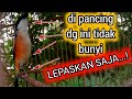 Suara Cendet Hutan Pancingan Cendet Macet Bunyi Pancingan Burung Cendet Cendet Gacor