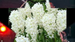 Kultur Shock - Zumbul