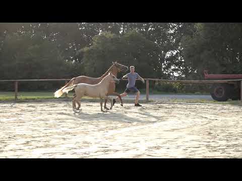 DINEA SF v.  Dating AT x Dornik