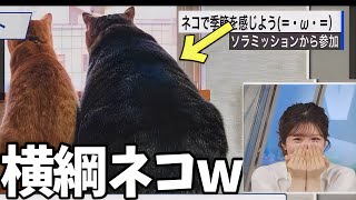 貫禄ありすぎるネコの後ろ姿に笑っちゃうお天気お姉さん【小林李衣奈】横綱ねこ