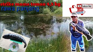 preview picture of video 'Strike Toman Babon rawa panjang 4,5kg'