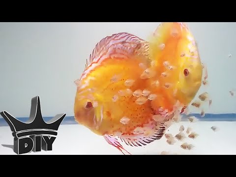 HOW TO: Breed Discus fish