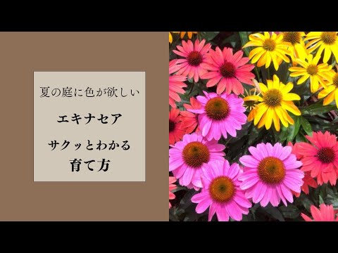 エキナセアの育て方 植える場所を選ぶ 準備する
